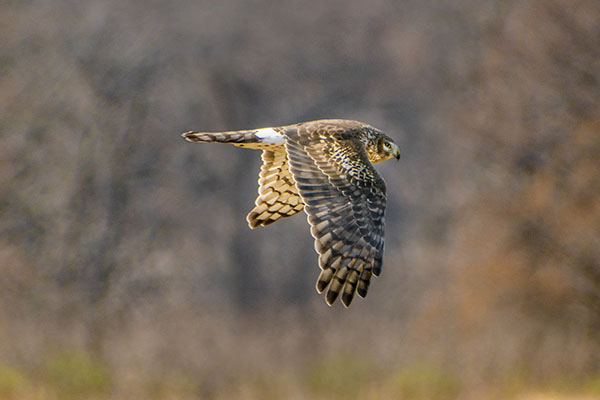 A northern harrier glides silently past
